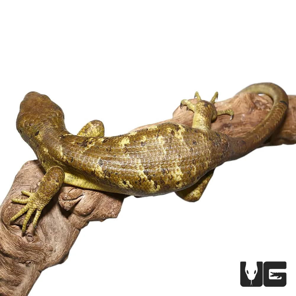 Juvenile Female Banana Monkey Tail Skink #4 - Image 3