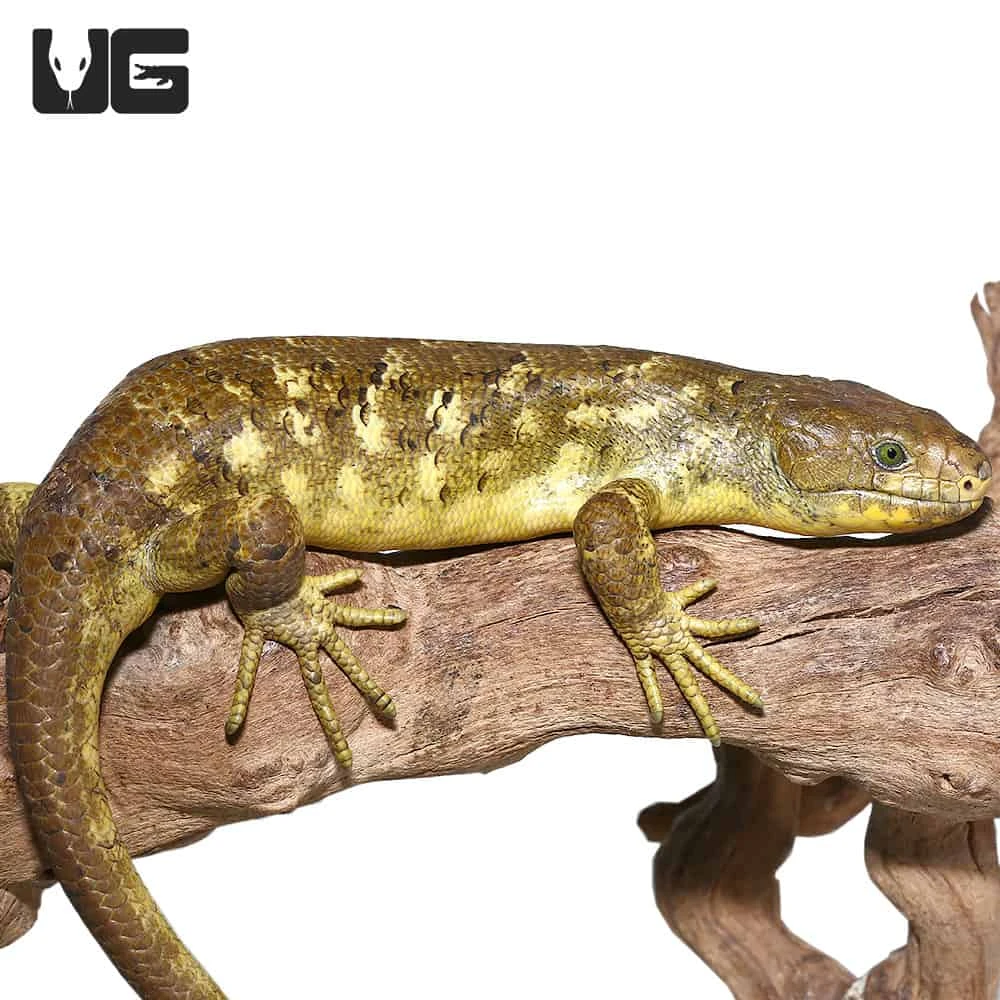 Juvenile Female Banana Monkey Tail Skink #4 - Image 4