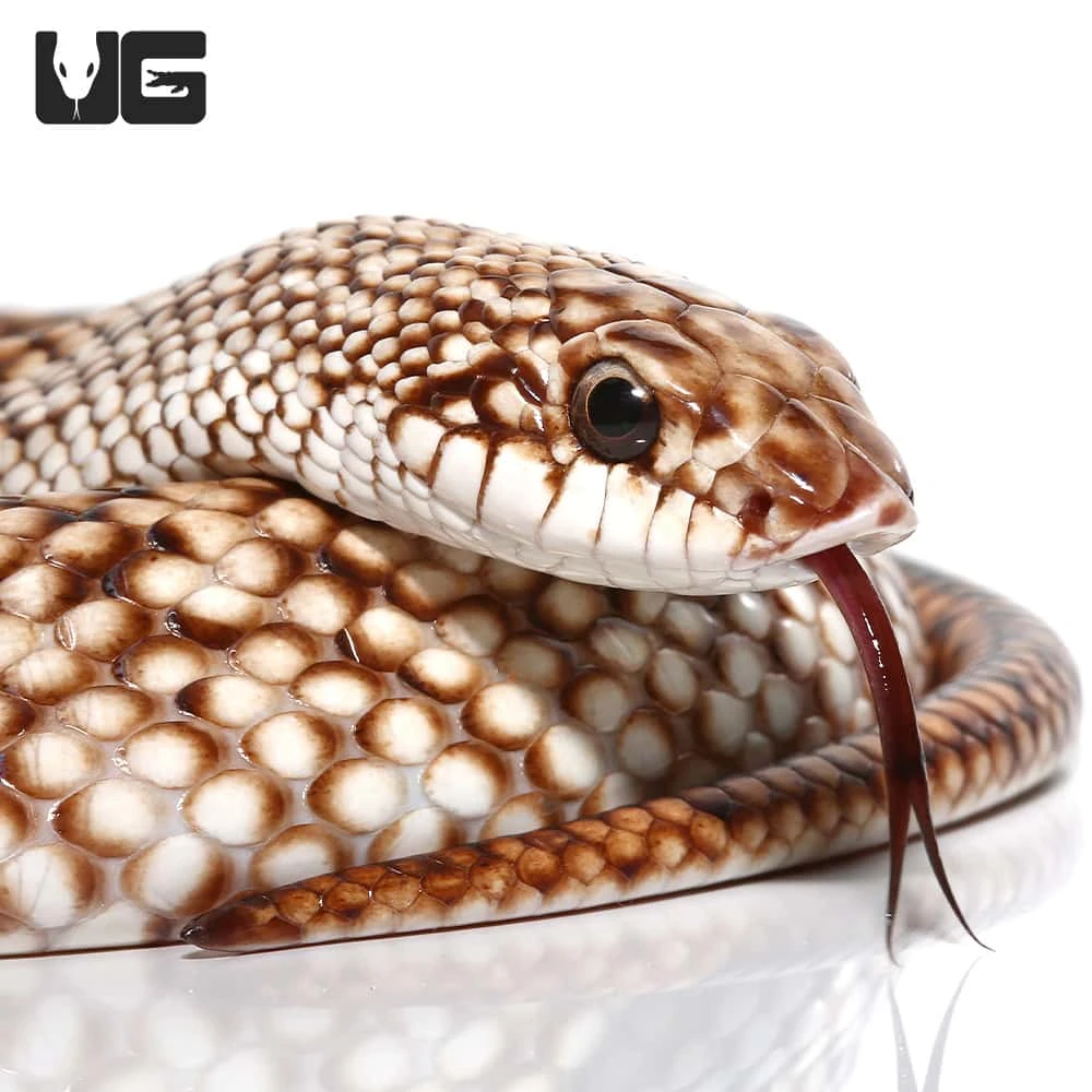 Speckled Hognose Snake - Image 2