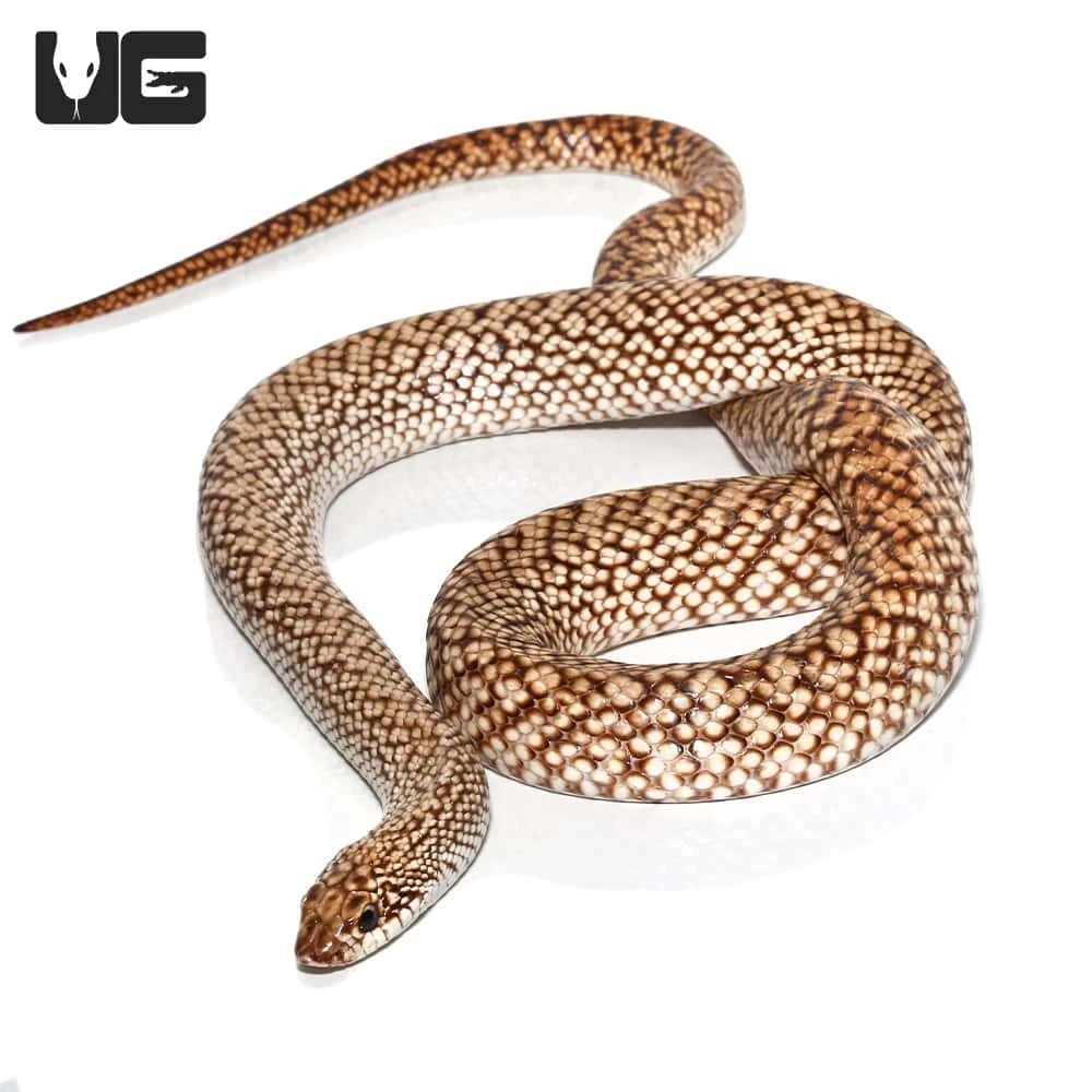 Speckled Hognose Snake
