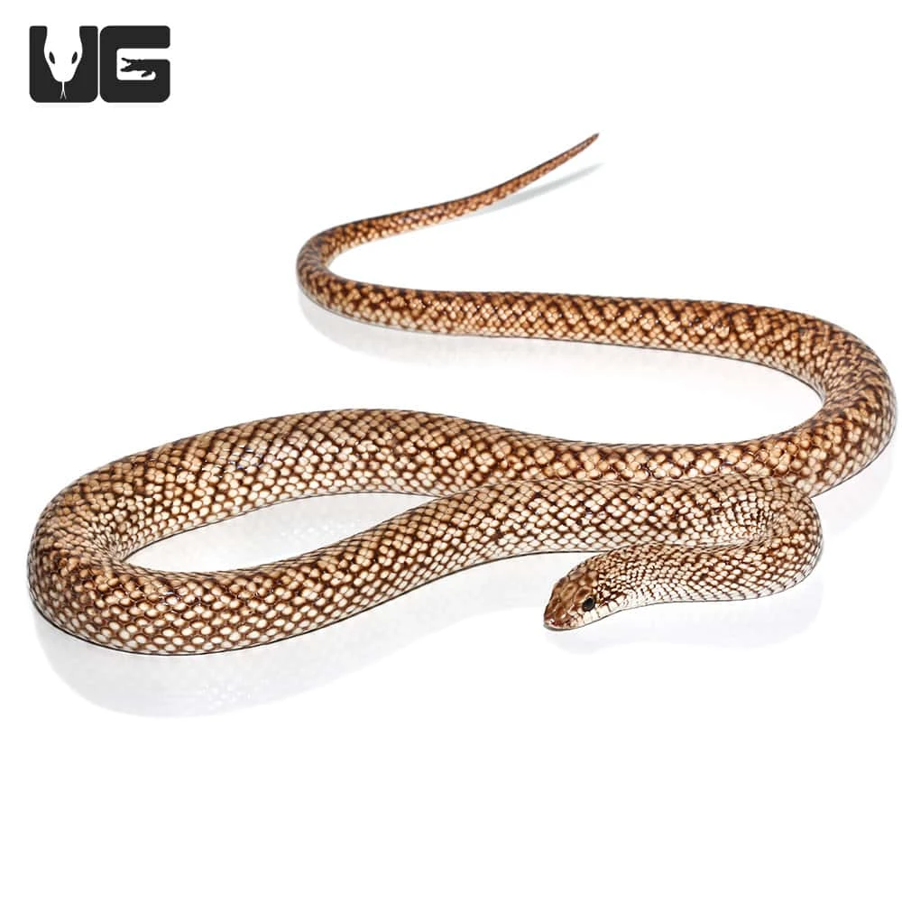 Speckled Hognose Snake - Image 4
