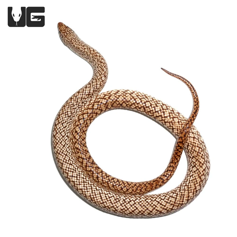 Speckled Hognose Snake - Image 3