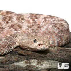 Speckled Rattlesnake