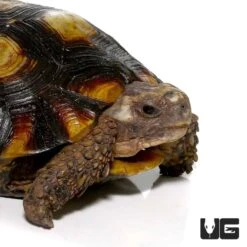 Speke’s Hingeback Tortoise
