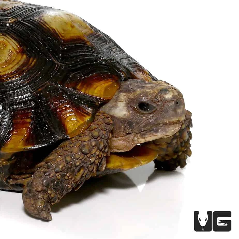 Speke’s Hingeback Tortoise