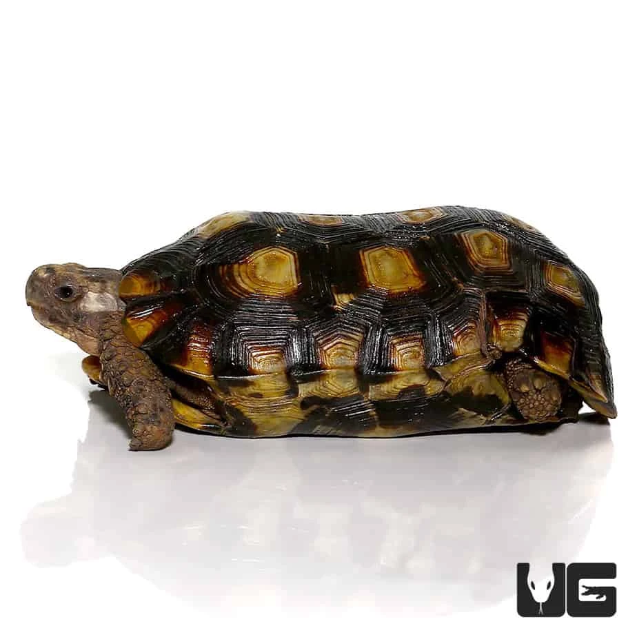 Speke’s Hingeback Tortoise - Image 2