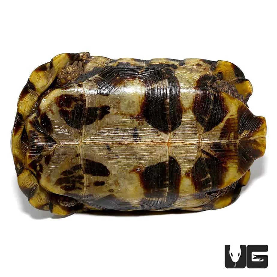 Speke’s Hingeback Tortoise - Image 3