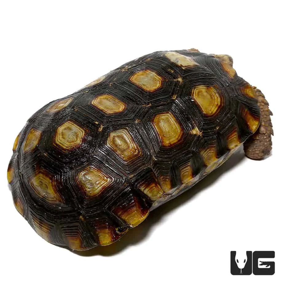 Speke’s Hingeback Tortoise - Image 4
