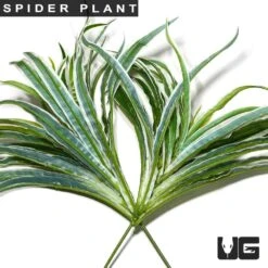 Spider Plant