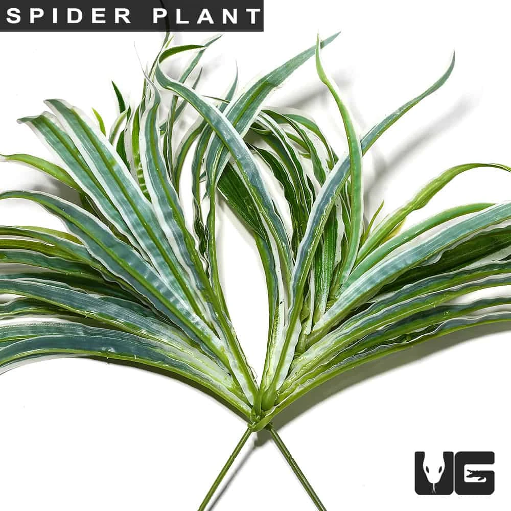 Spider Plant