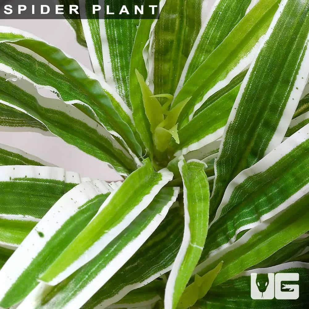 Spider Plant - Image 2