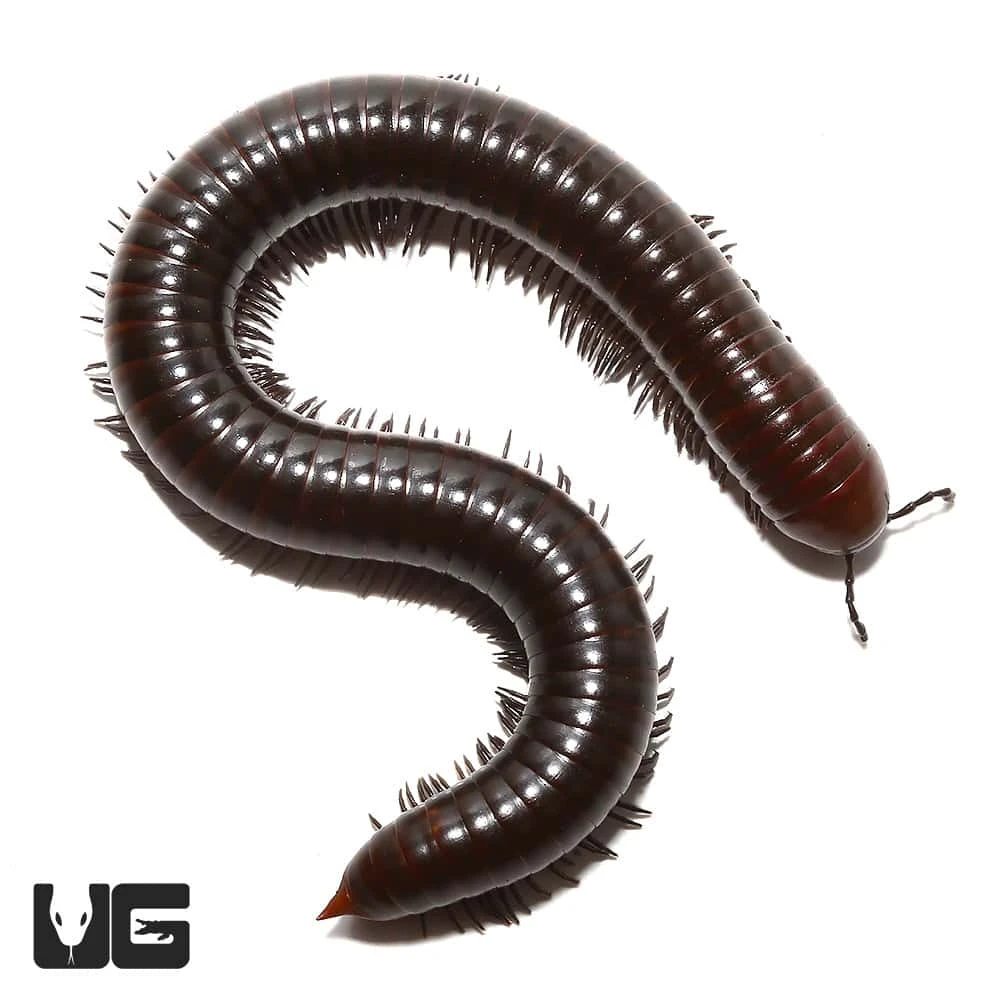 Spike Tail Millipede - Image 2