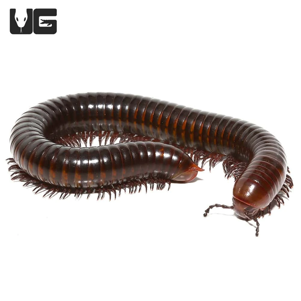 Spike Tail Millipede - Image 4