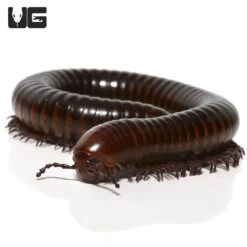 Spike Tail Millipede