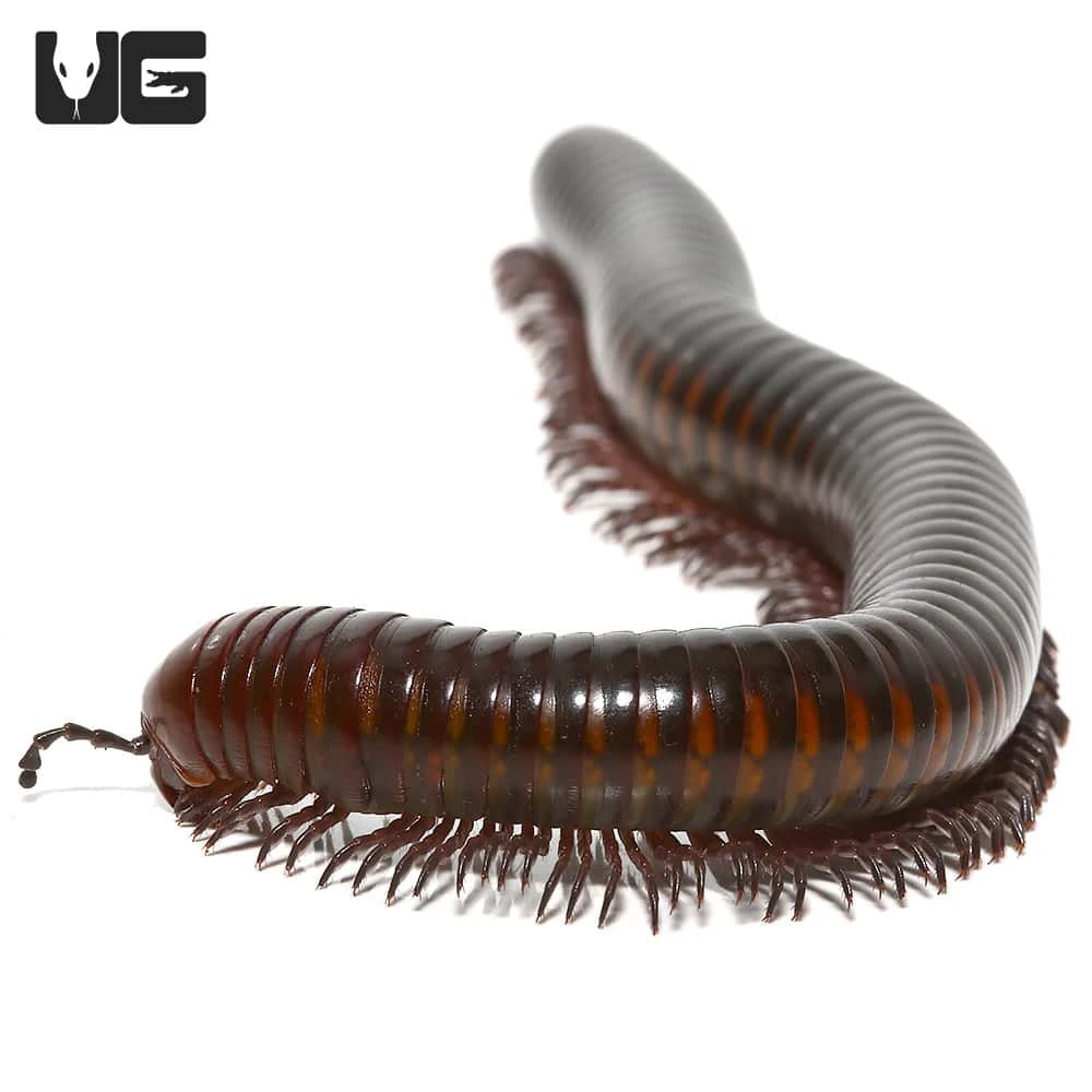 Spike Tail Millipede - Image 3
