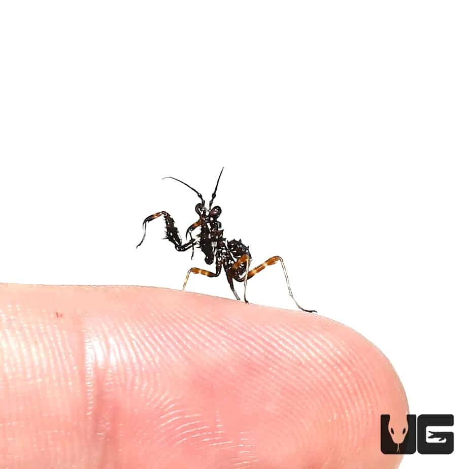 Spiny Flower Mantis - Image 2