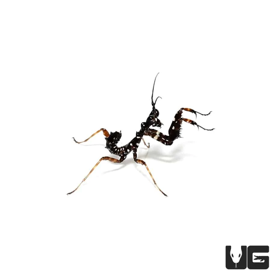 Spiny Flower Mantis - Image 3