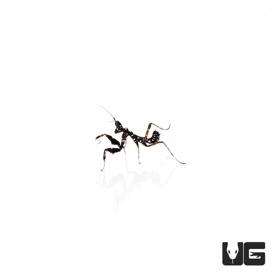 Spiny Flower Mantis - Image 4