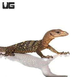 Spiny Neck Monitor #1