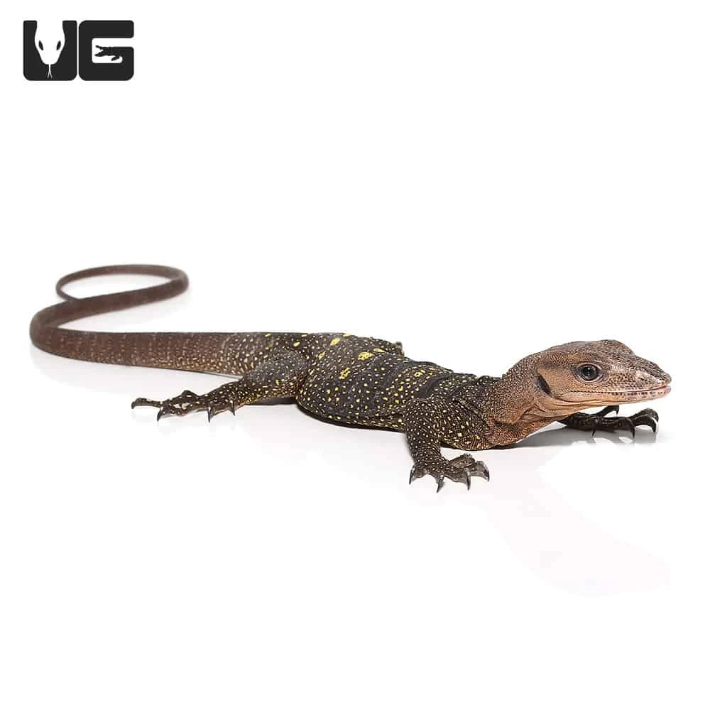 Spiny Neck Monitor #3 - Image 3