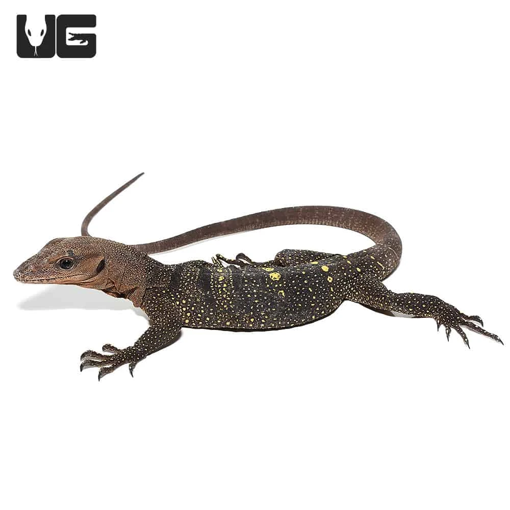 Spiny Neck Monitor #3 - Image 2