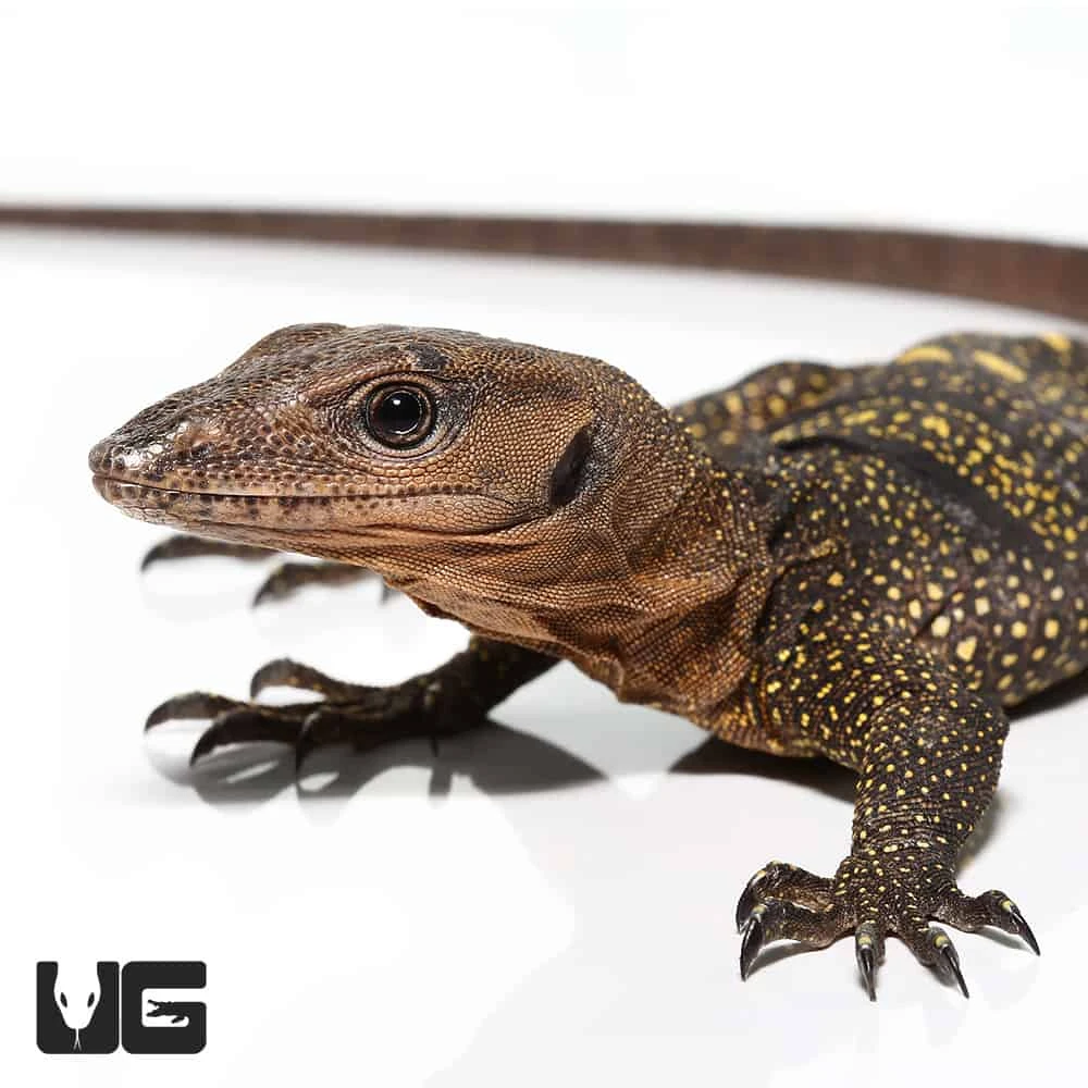 Spiny Neck Monitor #3