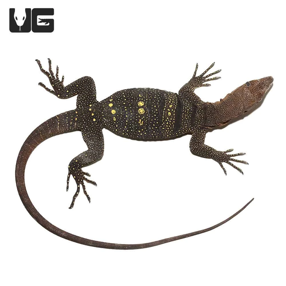 Spiny Neck Monitor #3 - Image 4