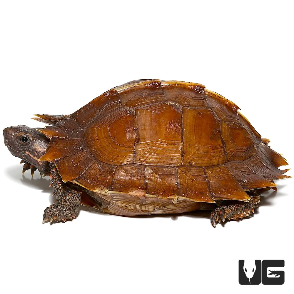 Spiny Turtle - Image 2