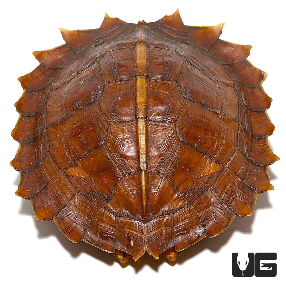 Spiny Turtle - Image 3