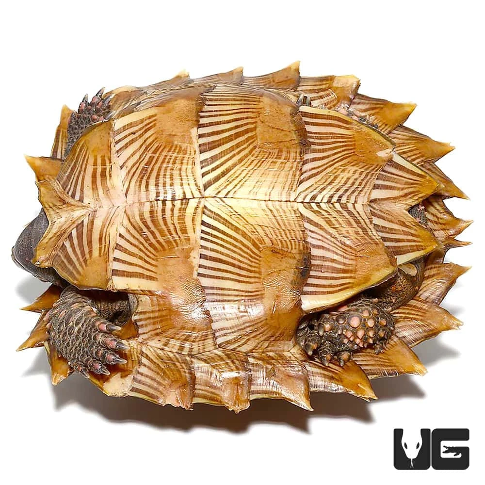 Spiny Turtle - Image 4