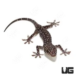 Starry Tokay Gecko Pair