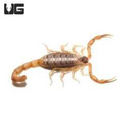 African Striped Bark Scorpion