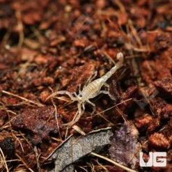 Baby Striped Devil Scorpion