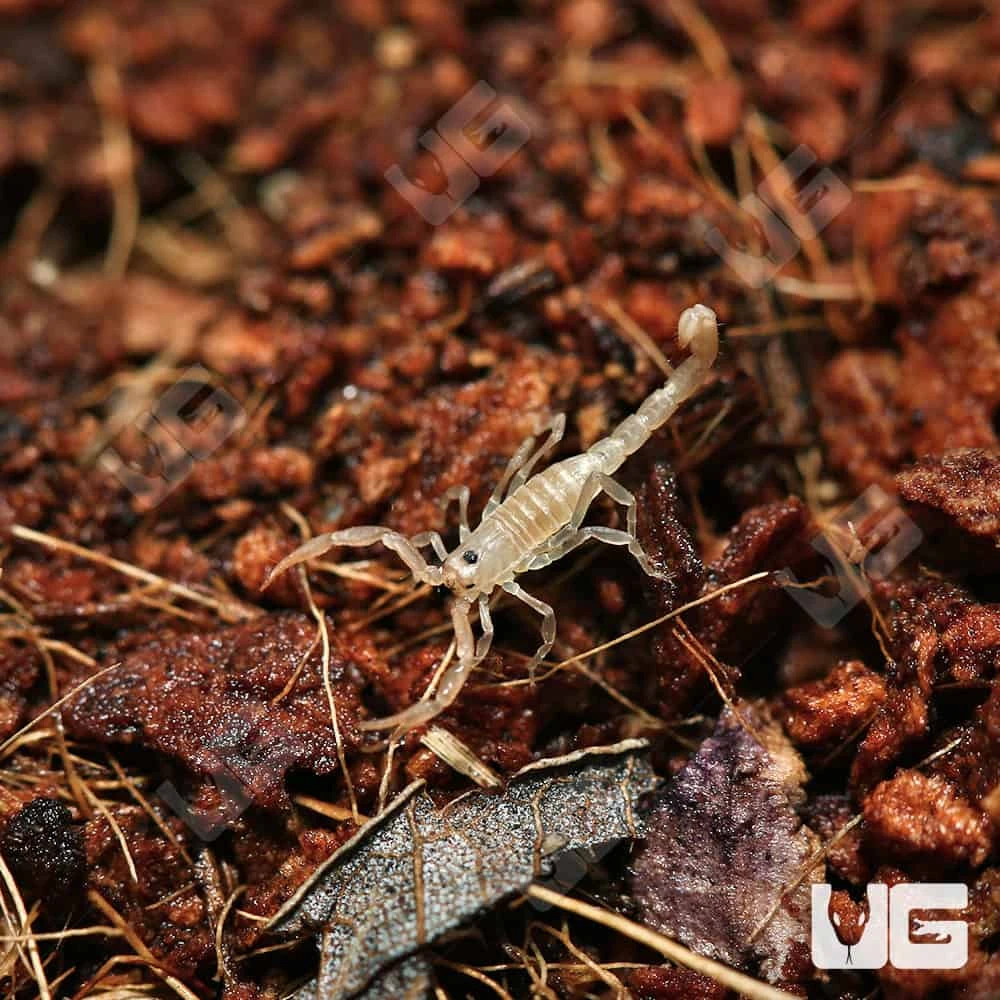 Baby Striped Devil Scorpion