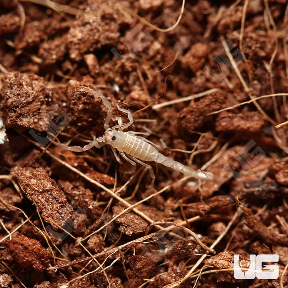 Baby Striped Devil Scorpion - Image 4