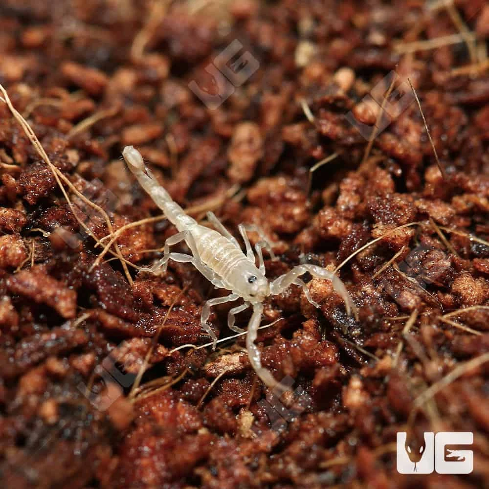 Baby Striped Devil Scorpion - Image 2