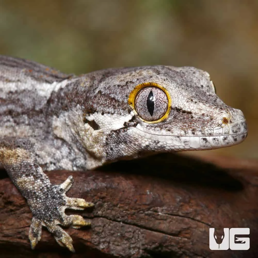 Baby Striped Gargoyle Gecko - Image 2