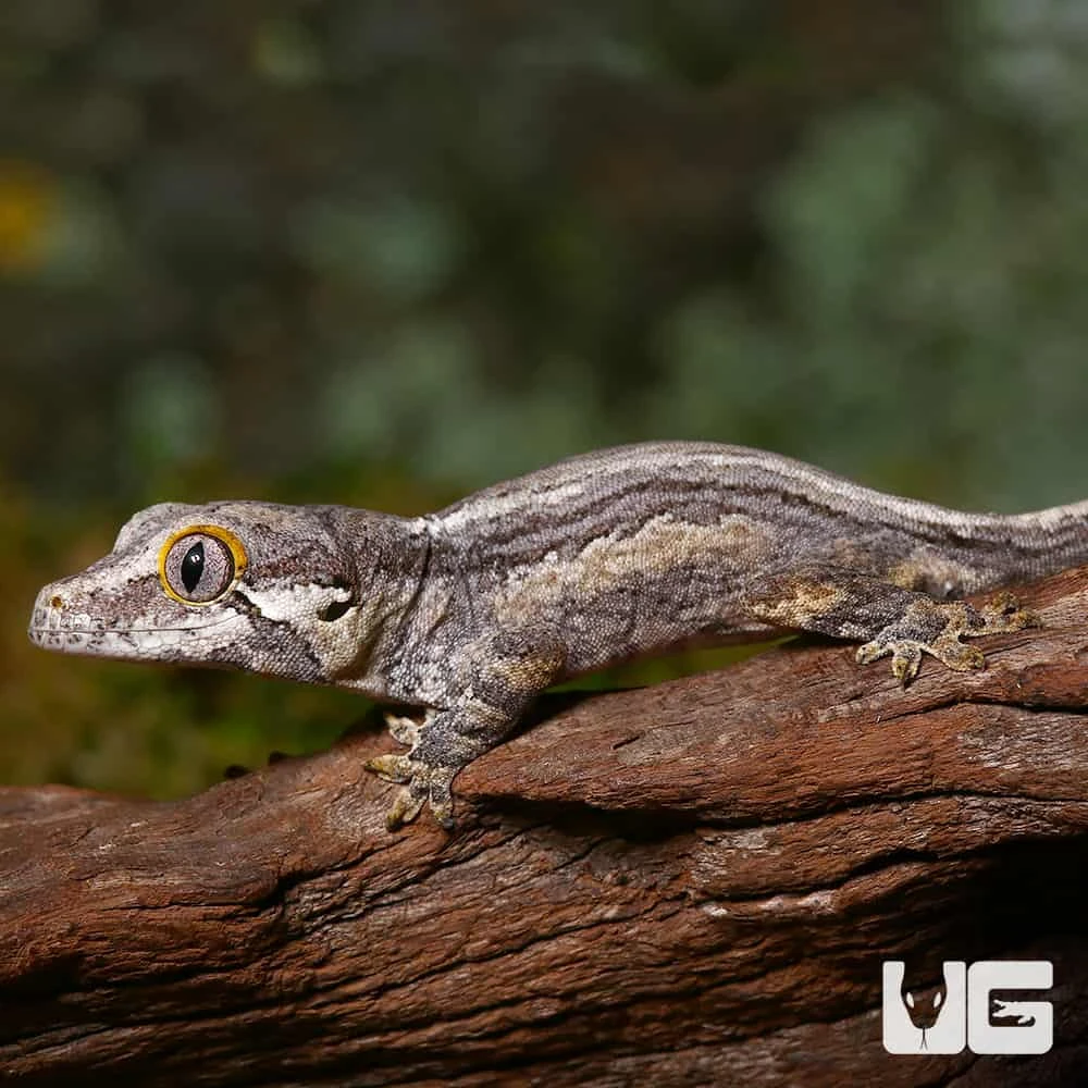 Baby Striped Gargoyle Gecko - Image 3