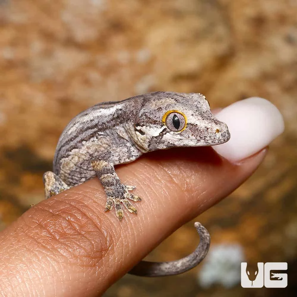 Baby Striped Gargoyle Gecko - Image 4