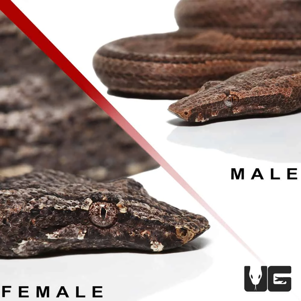 Striped Indonesian Tree Boa Pair