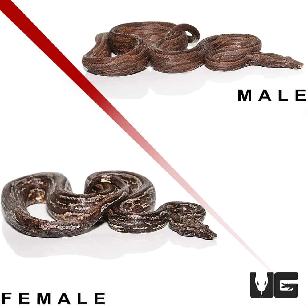 Striped Indonesian Tree Boa Pair - Image 3