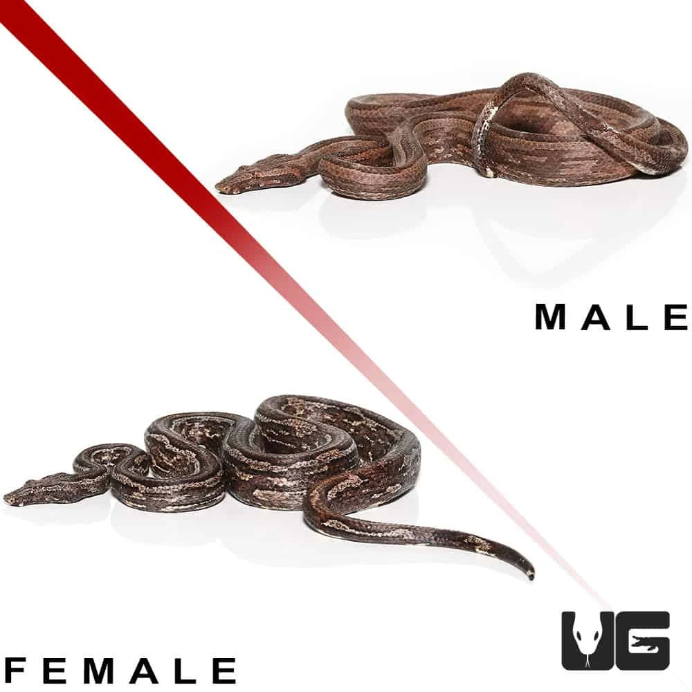 Striped Indonesian Tree Boa Pair - Image 4