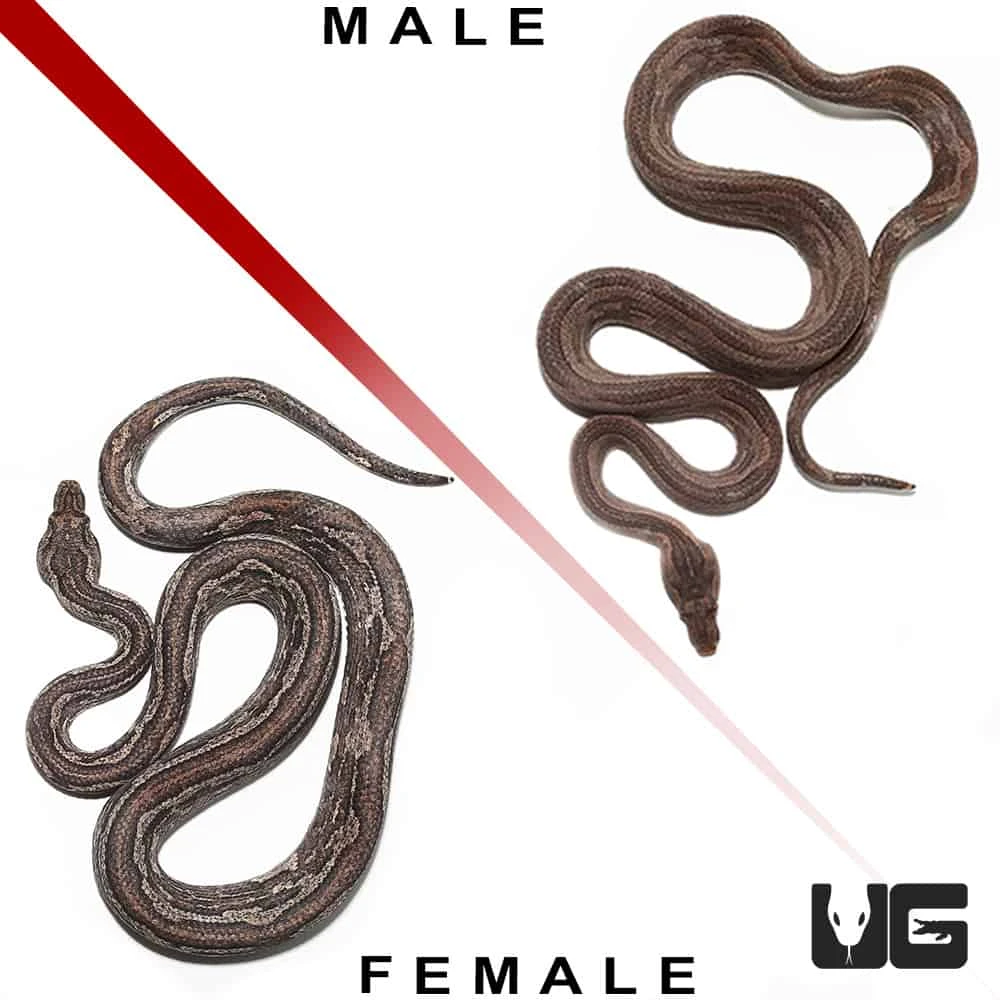 Striped Indonesian Tree Boa Pair - Image 2