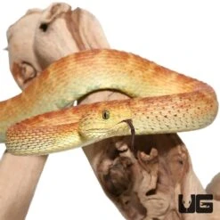 Red And Green Squamigera Bush Viper