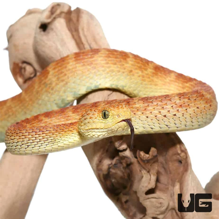 Red And Green Squamigera Bush Viper