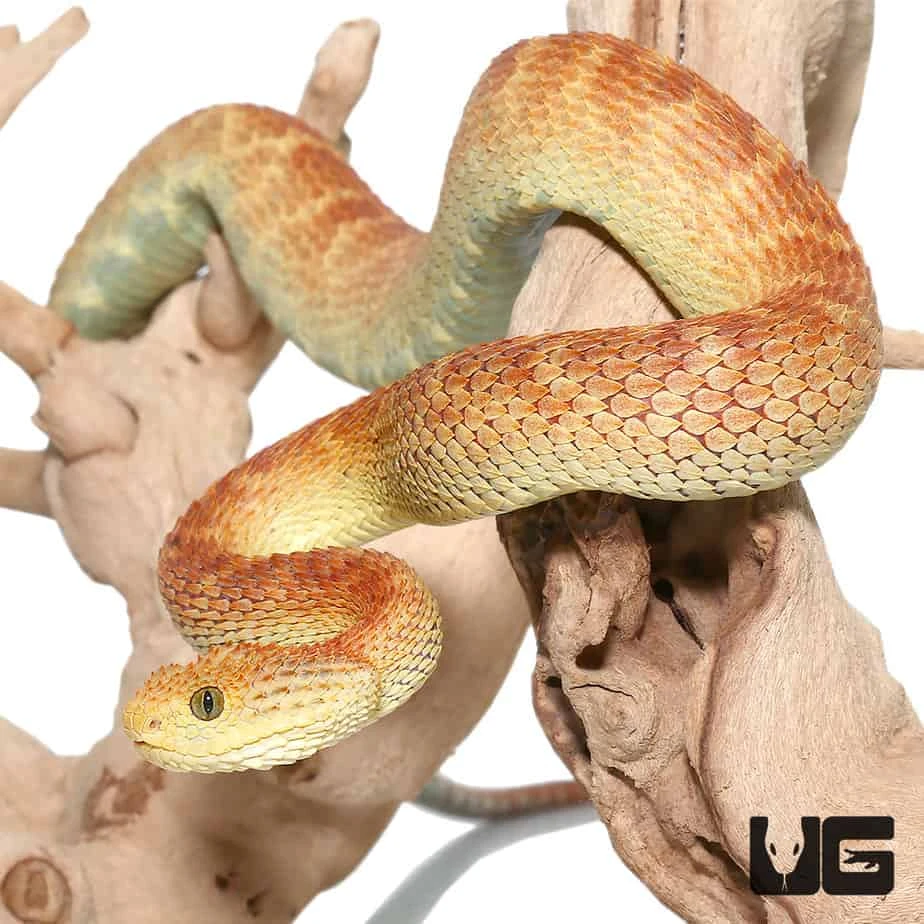 Red And Green Squamigera Bush Viper - Image 4