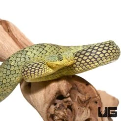 Green Squamigera Bush Viper