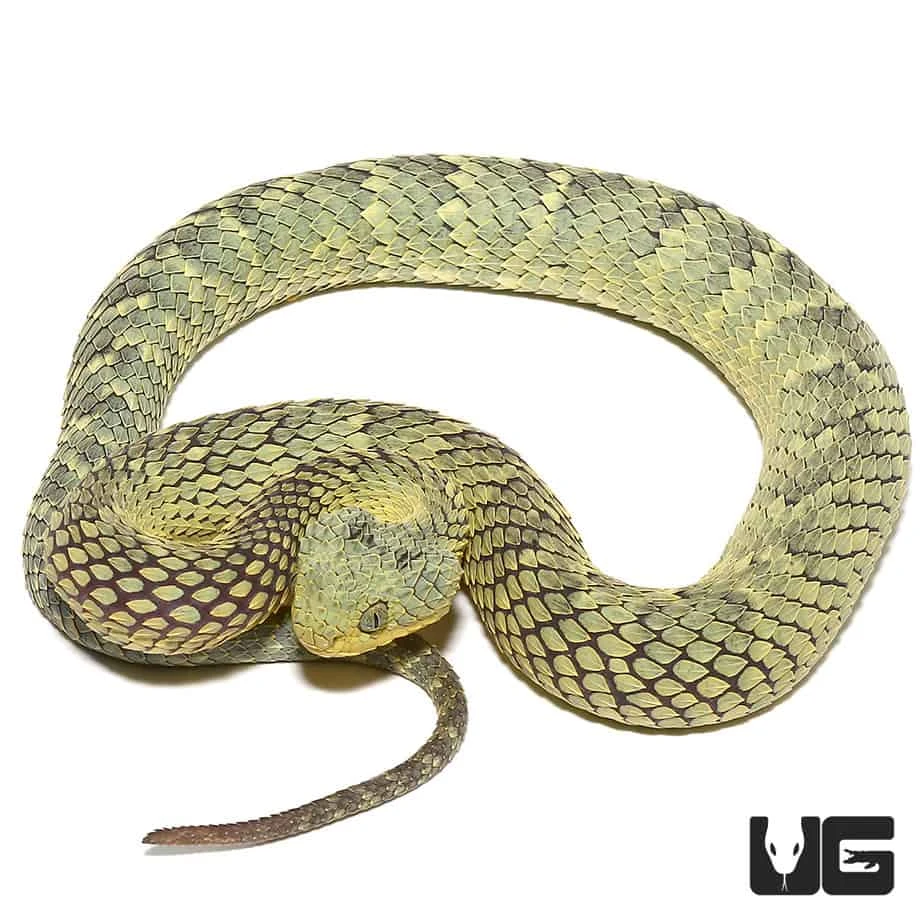 Green Squamigera Bush Viper - Image 2