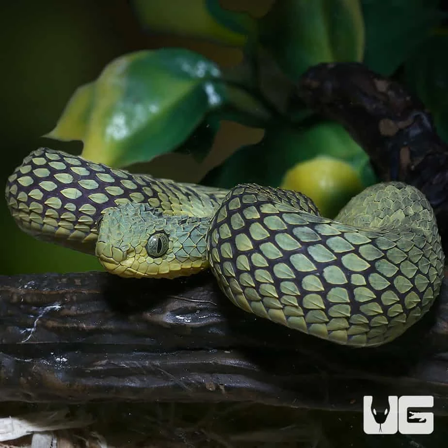 Green Squamigera Bush Viper - Image 3