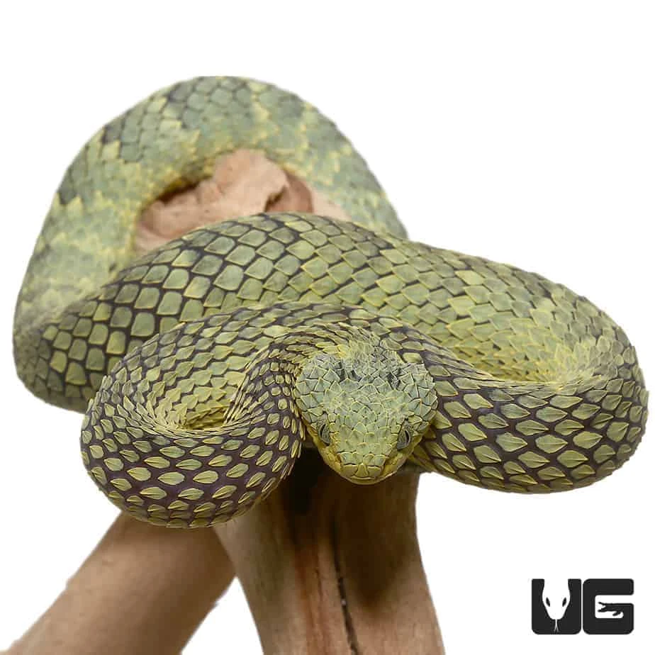 Green Squamigera Bush Viper - Image 4